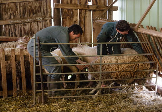 2013 05 07 tonte des moutons
